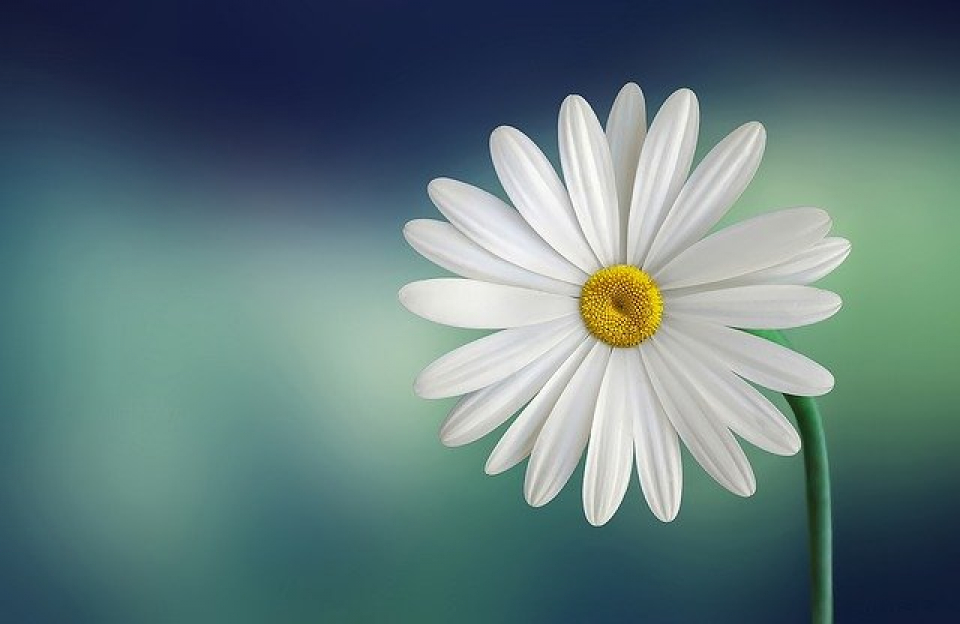 Marguerite